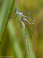 Gemeine Binsenjungfer (Lestes sponsa), Tandem kurz vor der Paarung - DE (HH)