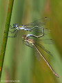 Gemeine Binsenjungfer (Lestes sponsa), Tandem kurz vor der Paarung - DE (HH)