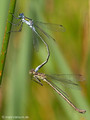 Gemeine Binsenjungfer (Lestes sponsa), Tandem kurz vor der Paarung - DE (HH)
