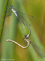 Gemeine Binsenjungfer (Lestes sponsa), Tandem kurz vor der Paarung - DE (HH)