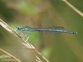 Blaue Federlibelle (Platycnemis pennipes), Männchen - DE (NRW)
