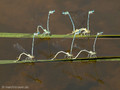 Blaue Federlibelle (Platycnemis pennipes), Tandems bei der Eiablage - DE (NRW)