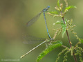Blaue Federlibelle (Platycnemis pennipes), Tandem kurz vor oder nach der Paarung - DE (NRW)