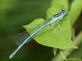 Blaue Federlibelle (Platycnemis pennipes), Männchen - DE (SH)