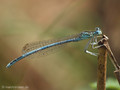 Blaue Federlibelle (Platycnemis pennipes), Männchen - DE (NI)