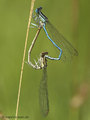 Blaue Federlibelle (Platycnemis pennipes), Paarungsrad - DE (MV)