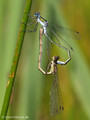 Gemeine Binsenjungfer (Lestes sponsa), Paarungsrad - DE (HH)