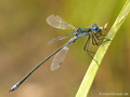 Gemeine Binsenjungfer (Lestes sponsa), Männchen mit Beute - DE (SH)