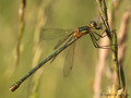 Gemeine Binsenjungfer (Lestes sponsa), junges Weibchen - DE (MV)