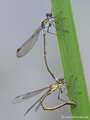 Gemeine Binsenjungfer (Lestes sponsa), Tandem bei der Eiablage - DE (NI)