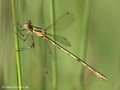Gemeine Binsenjungfer (Lestes sponsa), Weibchen - DE (NI)