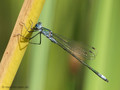 Gemeine Binsenjungfer (Lestes sponsa), Männchen - DE (NI)