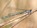 Fledermaus-Azurjungfer (Coenagrion pulchellum), Weibchen - DE (SH)