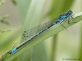 Fledermaus-Azurjungfer (Coenagrion pulchellum), Männchen - DE (MV)