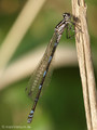 Fledermaus-Azurjungfer (Coenagrion pulchellum), Weibchen - DE (SH)