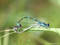 Fledermaus-Azurjungfer (Coenagrion pulchellum), Paarungsrad - DE (MV)