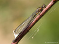 Fledermaus-Azurjungfer (Coenagrion pulchellum), unausgefärbtes Weibchen - DE (MV)