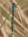 Fledermaus-Azurjungfer (Coenagrion pulchellum), Weibchen - DE (MV)