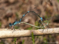 Fledermaus-Azurjungfer (Coenagrion pulchellum), Paarungsrad - DE (MV)