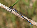 Fledermaus-Azurjungfer (Coenagrion pulchellum), Weibchen - DE (MV)
