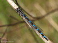Fledermaus-Azurjungfer (Coenagrion pulchellum), Weibchen - DE (MV)