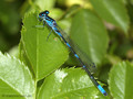 Fledermaus-Azurjungfer (Coenagrion pulchellum), Männchen - DE (MV)