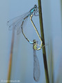 Fledermaus-Azurjungfer (Coenagrion pulchellum), Paarungsrad - DE (SH)