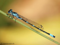 Fledermaus-Azurjungfer (Coenagrion pulchellum), Männchen - DE (SH)