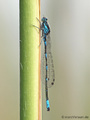 Fledermaus-Azurjungfer (Coenagrion pulchellum), Männchen - DE (ST)