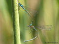 Fledermaus-Azurjungfer (Coenagrion pulchellum), Tandem kurz vor der Paarung - DE (ST)