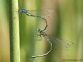 Fledermaus-Azurjungfer (Coenagrion pulchellum), Tandem kurz vor der Paarung - DE (ST)
