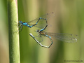 Fledermaus-Azurjungfer (Coenagrion pulchellum), Tandem kurz vor der Paarung - DE (ST)