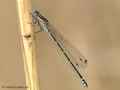 Fledermaus-Azurjungfer (Coenagrion pulchellum), Weibchen - DE (ST)