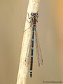 Fledermaus-Azurjungfer (Coenagrion pulchellum), Weibchen - DE (ST)