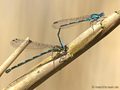 Fledermaus-Azurjungfer (Coenagrion pulchellum), Tandem kurz vor der Paarung - DE (ST)