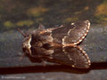 Kleine Pappelglucke (Poecilocampa populi) - SE (Hallands län)