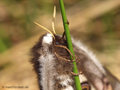 Kleines Nachtpfauenauge (Saturnia pavonia), Weibchen - DE (HH)