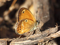 Coenonympha corinna - FR (Korsika, Balagne)