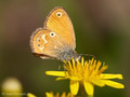 Coenonympha corinna - FR (Korsika, Balagne)