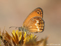 Coenonympha corinna - FR (Korsika, Balagne)