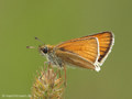Schwarzkolbiger Braundickkopffalter (Thymelicus lineola) - DE (HH)