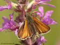 Schwarzkolbiger Braundickkopffalter (Thymelicus lineola), Männchen - DE (HH)