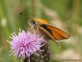 Schwarzkolbiger Braundickkopffalter (Thymelicus lineola), Weibchen - DE (SH)