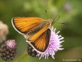 Schwarzkolbiger Braundickkopffalter (Thymelicus lineola), Weibchen - DE (SH)