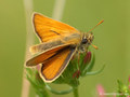 Braunkolbiger Braundickkopffalter (Thymelicus sylvestris), Männchen - DE (MV)