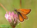 Braunkolbiger Braundickkopffalter (Thymelicus sylvestris), Männchen - DE (MV)