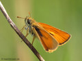 Braunkolbiger Braundickkopffalter (Thymelicus sylvestris), Männchen - DE (MV)