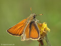 Braunkolbiger Braundickkopffalter (Thymelicus sylvestris), Männchen - DE (MV)