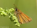 Braunkolbiger Braundickkopffalter (Thymelicus sylvestris), Männchen - DE (MV)