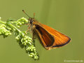 Braunkolbiger Braundickkopffalter (Thymelicus sylvestris), Männchen - DE (MV)